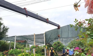 Làng hoa lớn nhất TP. Vinh gom hàng vụ Tết, dùng cần cẩu chuyển cây