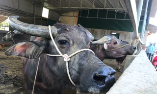 Đến chợ trâu bò lớn nhất Bắc Trung Bộ xem nườm nượp kẻ bán người mua 'tuyển hàng'