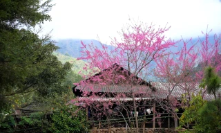 Hoa anh đào bung nở, ngôi trường huyện biên giới đẹp ngỡ ngàng