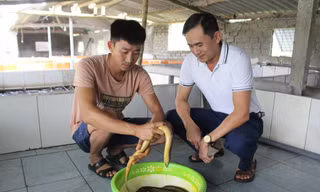 Chàng trai 9x thu trăm triệu mỗi năm nhờ nuôi lươn không bùn, cho lươn nghe nhạc 