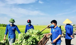 Giúp người dân 'giải cứu' hơn 20 tấn rau xanh chỉ trong một buổi sáng
