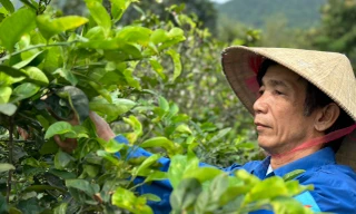 Nghề hái lá cây bán tiền triệu dưới chân núi Thiên Nhẫn