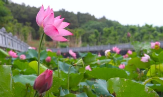 Hoa Sen thơm ngát, khoe sắc rực rỡ trên quê Bác những ngày tháng 5