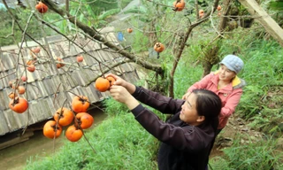 Rực đỏ mùa hồng ở miền Tây xứ Nghệ