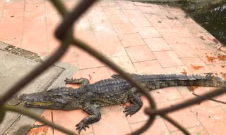 Chuyển đàn cá sấu 10 con ra khỏi công viên lớn nhất Nghệ An