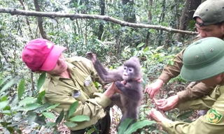 'Ăn rừng, ngủ bụi' giải cứu thú rừng