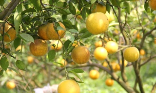 'Cam tiến vua' xứ Nghệ: 100.000/quả vẫn đắt khách