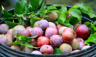 Mận Tam Hoa chín rộ trên cổng trời Mường Lống