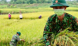 Bộ đội Biên phòng xuống ruộng gặt lúa giúp dân