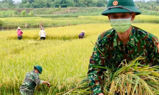 Bộ đội Biên phòng xuống ruộng gặt lúa giúp dân