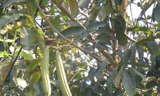 Cây núc nác chống viêm da, trị ho viêm họng