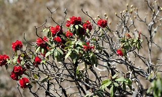 'Săn' khoảnh khắc ở đỉnh Fansipan