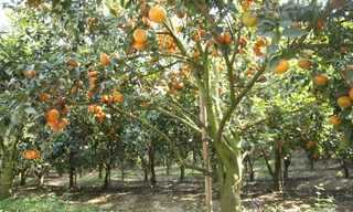 Nức lòng vườn cam Tết vàng ruộm, trĩu quả ở Bắc Giang