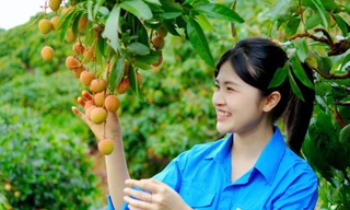 Đoàn viên, thanh niên tỉnh Bắc Giang chung tay tiêu thụ vải thiều