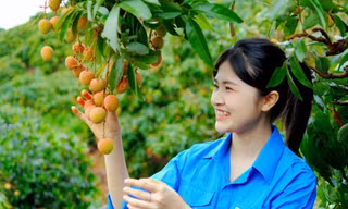 Đoàn viên, thanh niên tỉnh Bắc Giang chung tay tiêu thụ vải thiều