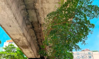 Cám cảnh cây xanh Hà Nội còi cọc 'đụng' gầm đường trên cao