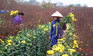 Cúc Nhật Tân khoe sắc bên hoa đào.