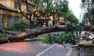 cây xà cừ đổ chắn ngang đường Hoả Lò.