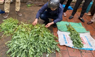 Số lượng lớn cây thuốc phiện bị phát hiện. Ảnh ANTĐ