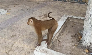 Khỉ ở nội ô Tòa Thánh Tây Ninh. Ảnh: Tân Châu