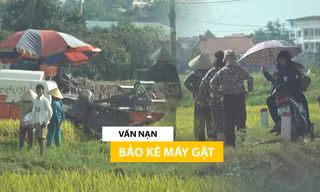 Hà Nội: Nghi vấn ‘bảo kê’ dịch vụ gặt lúa, nông dân rơi nước mắt