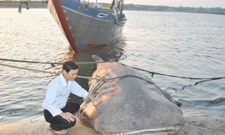 Bắt được cá 'lạ' nặng hơn một tấn