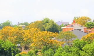 Thành phố Gia Nghĩa tràn ngập sắc vàng