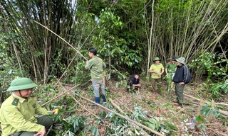 Phá rừng trong đêm, nam thanh niên khai được trả công 300.000 đồng/ngày