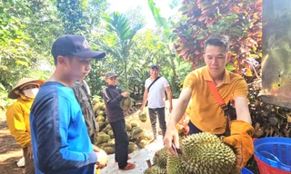 Sầu riêng nhiễm chất cấm sắp 'hết cửa' ở Đắk Lắk