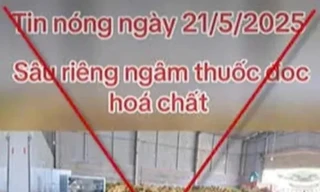 Xử phạt người tung tin 'sầu riêng ngâm hoá chất' 