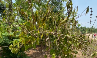 Nông dân thủ phủ cà phê nơm nớp nỗi lo mất mùa