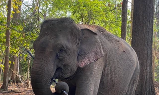 Thêm hai voi nhà được cởi trói, tiến tới chấm dứt du lịch cưỡi voi