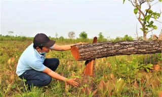Đắk Lắk không thể thu hồi hơn 34 tỷ đồng nợ đọng xử phạt lâm nghiệp
