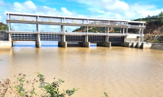 Hơn 200ha lúa ngập lụt giữa mùa khô bên công trình ngăn lũ 200 tỷ đồng