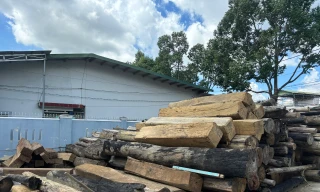 Hơn 7.000ha rừng tự nhiên suy giảm: Kiến nghị xử lý chủ tịch huyện cùng cấp phó 