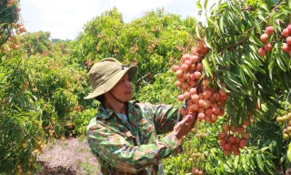 Vải thiều Đắk Lắk chín sớm, ồ ạt xuất ngoại