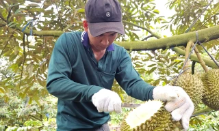 Hai đơn vị 'truy' chất cấm trong sầu riêng 