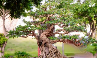 Chiêm ngưỡng tuyệt tác Linh sam sông Hinh hơn 100 tuổi