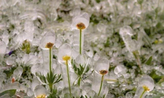 Lý do nhiệt độ giảm sâu khiến cao nguyên Đắk Lắk lạnh buốt