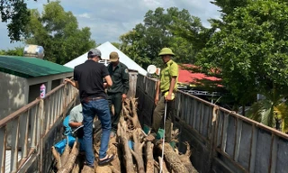 26 cây gỗ giáng hương bất hợp pháp được hợp thức hóa ra sao?