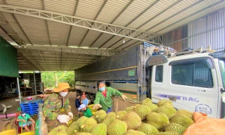 Huyện Krông Pắc được mệnh danh là thủ phủ sầu riêng của Đắk Lắk