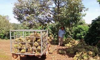 Dông lốc càn quét, nông dân trồng sầu riêng bị 'bay' tiền tỷ