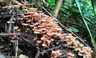 Những vạt nấm đẹp mê hồn nhưng cẩn thận kẻo cực độc