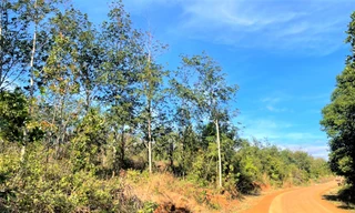 Hơn 20 héc-ta đất rừng ở Đắk Nông bị cấp ‘sổ đỏ’ chồng lấn 