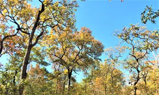 Một kiểm lâm Vườn quốc gia Yok Don bị trúng đạn trong đêm