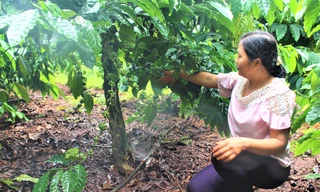 Từ Cao Bằng vào Đắk Lắk lập nghiệp, làm giàu nhờ cây cà phê