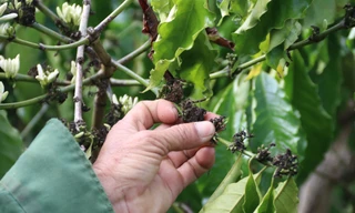 Cà phê nở ‘hoa chanh’, nông dân trồng cây tỷ đô lo ngay ngáy