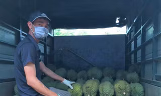 Người dân Krông Búk tuân thủ quy định phòng chống dịch khi thu hoạch sầu riêng