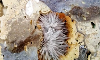 Một đóa hoa ưu đàm lọc từ khe đá tự nhiên