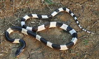 Người đàn ông ở Đắk Lắk tử vong vì bị rắn cực độc cắn vào chân